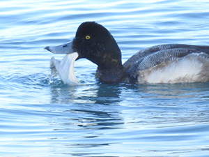 事例82. 漁網らしきものをクチバシから垂らしたウミウ