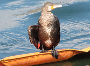 事例87.翼に投げ釣りの仕掛けが絡まってしまったカワウ