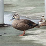 事例71. 頭とくちばしにプラスチック類が挟まったカルガモ 事例71. 頭とくちばしにプラスチック類が挟まったカルガモ