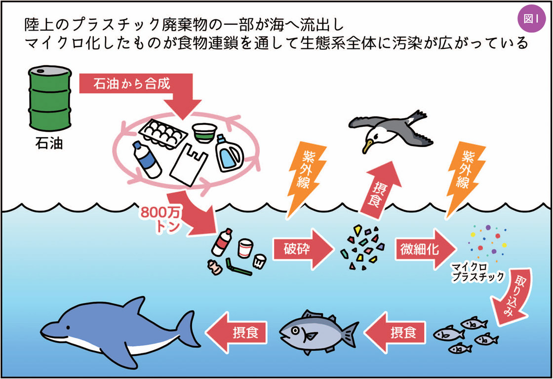 図1 陸上のプラスチック廃棄物が海へ流出しマイクロ化したものが食物連鎖を通して生態系全体に汚染が広がっている