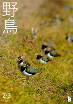 2020年2・3月号 野鳥誌