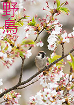 2025年3・4月号野鳥誌
