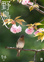 2025年5・6月号野鳥誌