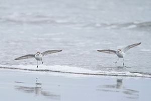 応募作品シロチドリ