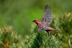 応募作品ギンザンマシコ01