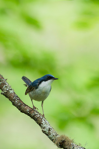 応募作品コルリ04