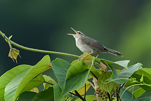 応募作品ウチヤマセンニュウ12