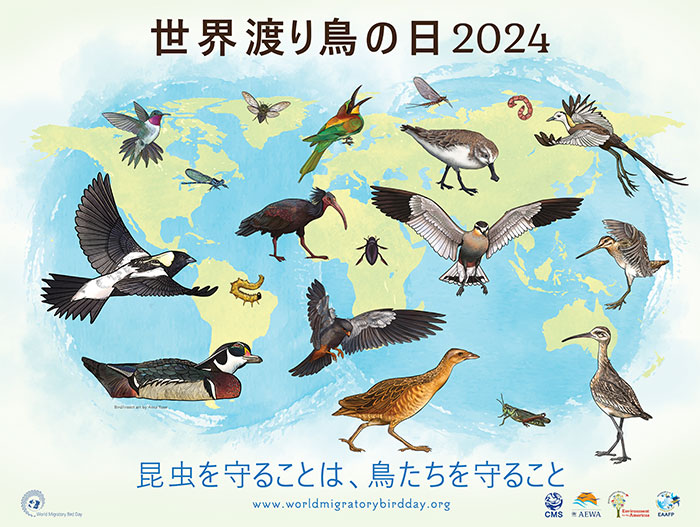 世界渡り鳥の日2024 昆虫を守ることは、鳥たちを守ること バナー