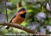 オーストンヤマガラ