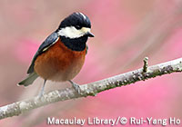 タイワンヤマガラ