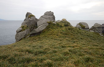 図4. オーストンウミツバメが繁殖するヒゲスゲの草地