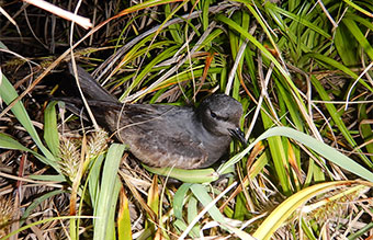 図5. 夜間に繁殖地に戻ってきたオーストンウミツバメ