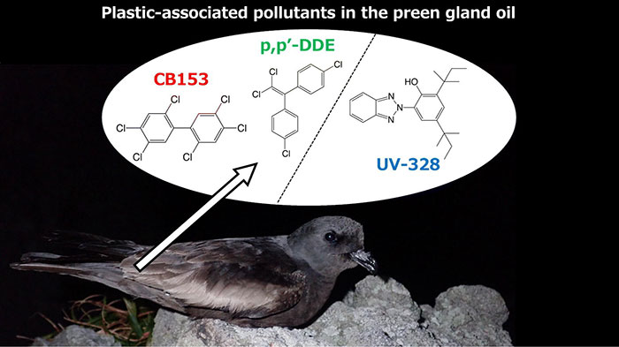 図6. オーストンウミツバメの尾腺ワックスから検出されたプラスチック由来の化学物質（UV-328）