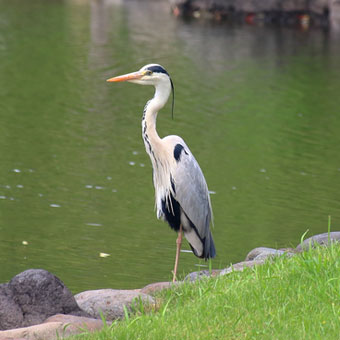 アオサギの成鳥