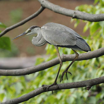 アオサギの幼鳥