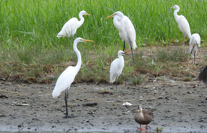 いろいろなサギ