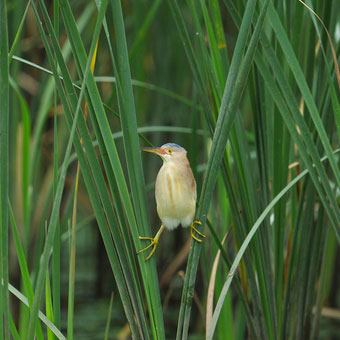 ゴイサギの成鳥