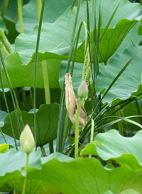 ヨシゴイの擬態