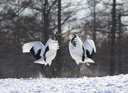 タンチョウ 絶滅危惧Ⅱ類(VU)