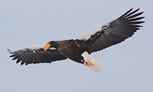 北海道・浜里ウインドファームで再発生したオオワシの衝突事故について