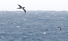 三宅島の海岸から見える海鳥を観察しよう!「海鳥観察会」開催