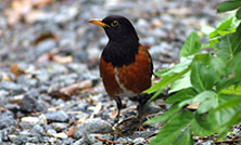 アカコッコの個体数増加につながる「アカコッコの森づくり」参加者募集!