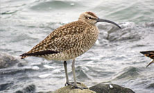 「東京港野鳥公園ビッグデー」eBirdでバードウォッチングを楽しもう!(2025)