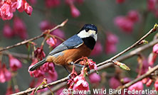 ウェビナー「eBirdで日本と台湾のヤマガラを調べよう!」開催のご案内
