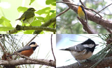 2025年度 野外鳥類学講座「鳴き声による識別・調査入門編」開催のご案内