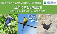 「初心者のための安西さんのオンライン野鳥講座」開催のご案内