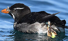 プラスチックによる野鳥の被害状況調査の情報を更新