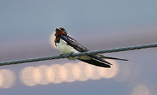 ツバメをみまもっている団体や企業のご紹介