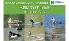 初心者のための安西さんのオンライン野鳥講座のご案内