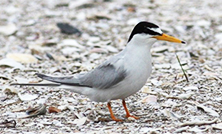 コアジサシ講演会で「身近なプラスチックが引き起こす海鳥への影響」について講演します