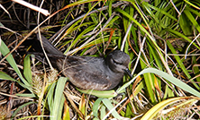 オンラインウェビナー プラスチックの問題を考える 2025開催のご案内