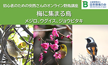 初心者のための安西さんのオンライン野鳥講座のご案内