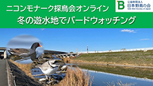 オンライン探鳥会「冬の遊水地でバードウォッチング」開催のご案内