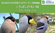 初心者のための安西さんのオンライン野鳥講座のご案内