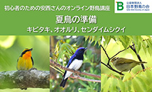 初心者のための安西さんのオンライン野鳥講座のご案内