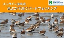 オンライン探鳥会「東よか干潟でバードウォッチング」のおしらせ