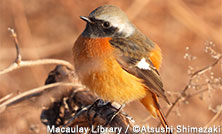 「バードウォッチングウィーク!季節の鳥をeBirdに投稿しよう」キャンペーン