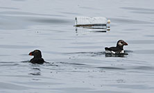 プラスチックによる野鳥の被害状況調査の情報を更新しました