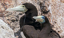 プラスチックによる野鳥の被害状況調査の情報を更新しました