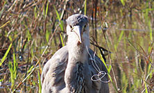 プラスチックによる野鳥の被害状況調査の情報を更新しました
