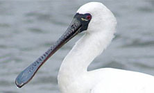 2025年クロツラヘラサギ世界一斉センサスの集計結果を公開しました