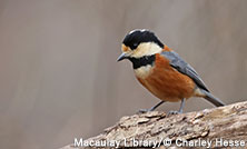 日台協働キャンペーン!ヤマガラをeBirdに投稿しよう