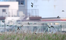 全国のツバメのねぐらマップ