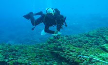 三宅島におけるリーフチェック(サンゴ調査)の報告を掲載しました