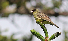 モニタリングサイト1000報告「身近な冬鳥アオジが森林サイトで激減」を公開