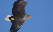 北海道「浜里ウインドファーム」全14基の日中の運転停止が決定